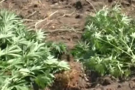 Həyətində narkotik yetişdirən şəxs saxlanıldı - FOTO