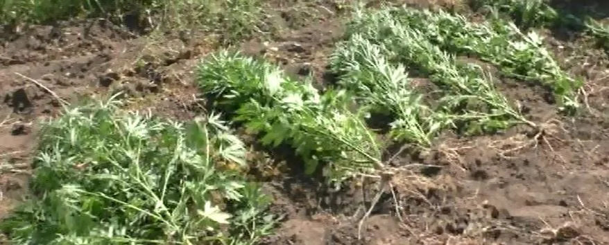 Həyətində narkotik yetişdirən şəxs saxlanıldı - FOTO