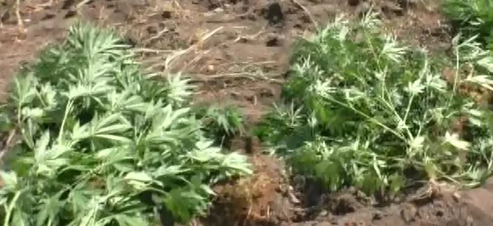 Həyətində narkotik yetişdirən şəxs saxlanıldı - FOTO