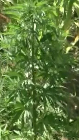 Həyətində narkotik yetişdirən şəxs saxlanıldı - FOTO