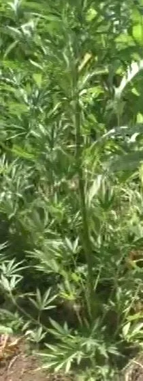 Həyətində narkotik yetişdirən şəxs saxlanıldı - FOTO