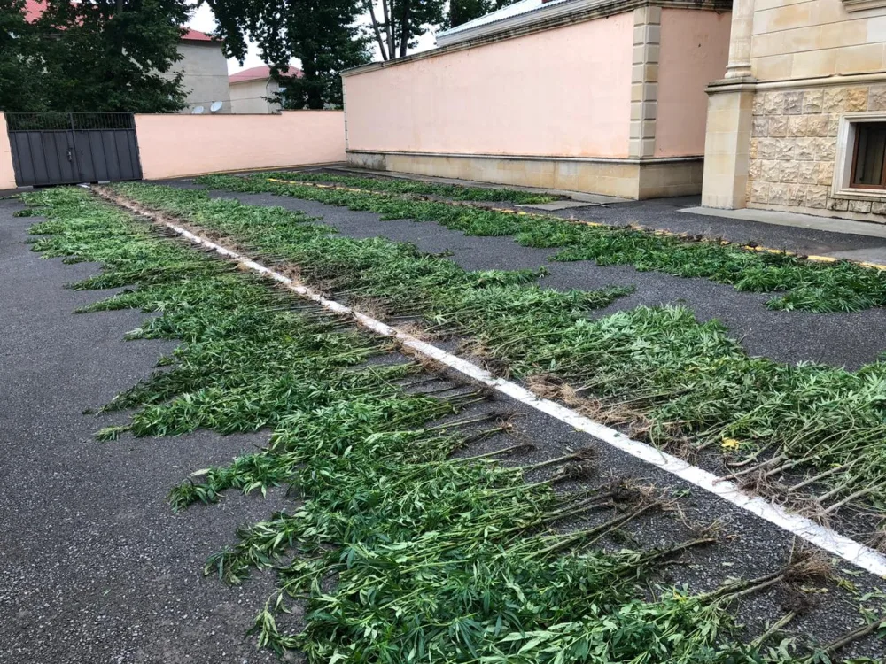 İsmayıllıda meşədə narkotik plantasiyası salan şəxslər saxlanıldı - FOTO