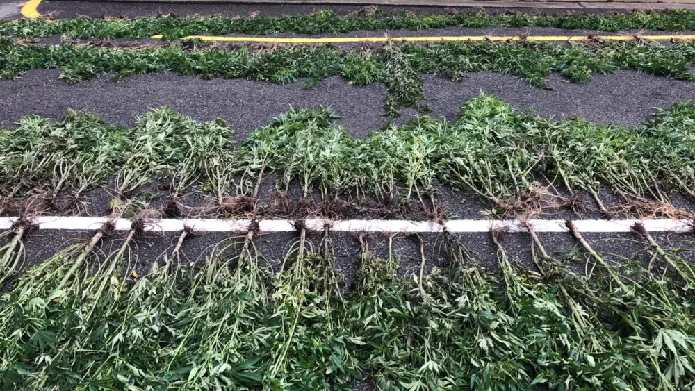 İsmayıllıda meşədə narkotik plantasiyası salan şəxslər saxlanıldı - FOTO