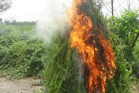 Şəkidə 6 tona yaxın narkotik vasitə məhv edildi - FOTO