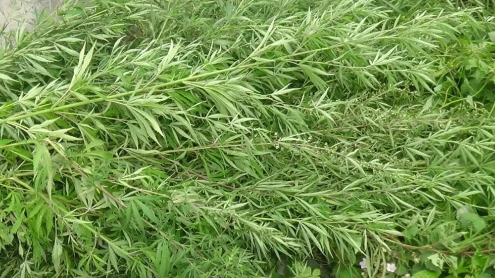 Şəkidə 6 tona yaxın narkotik vasitə məhv edildi - FOTO