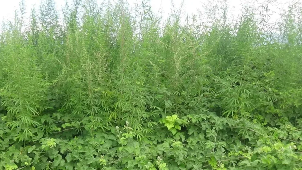 Şəkidə 6 tona yaxın narkotik vasitə məhv edildi - FOTO