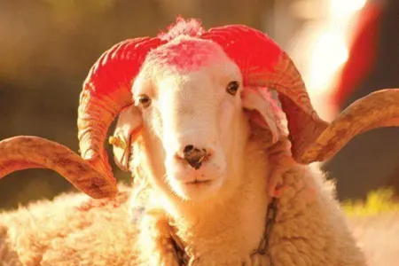 İşsiz qalan şou əhlinin Müqəddəs Qurban bayramı - "Qurban kəsmək qadağandır"