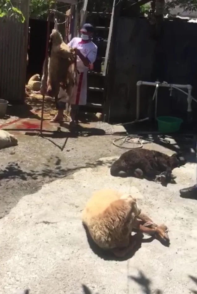 Qanunsuz heyvan kəsən 7 nəfər saxlanıldı - Fotolar + Video