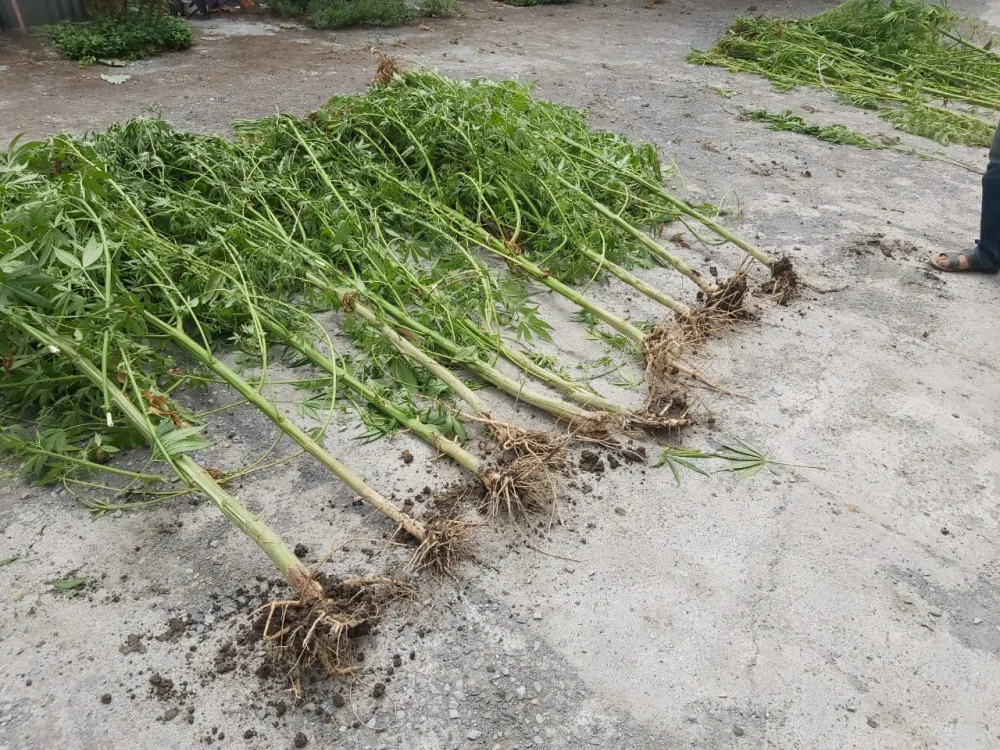 Göyçayda narkotik vasitələrin qanunsuz dövriyyəsi ilə məşğul olan şəxs saxlanıldı