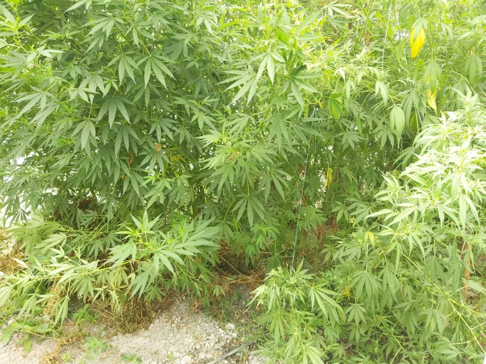 Göyçayda narkotik vasitələrin qanunsuz dövriyyəsi ilə məşğul olan şəxs saxlanıldı