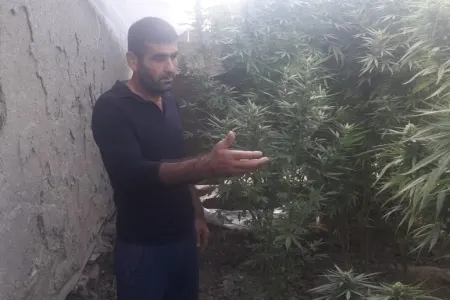 Neftçalada çətənə bitkisi yetişdirən daha bir şəxs saxlanılıdı - FOTO