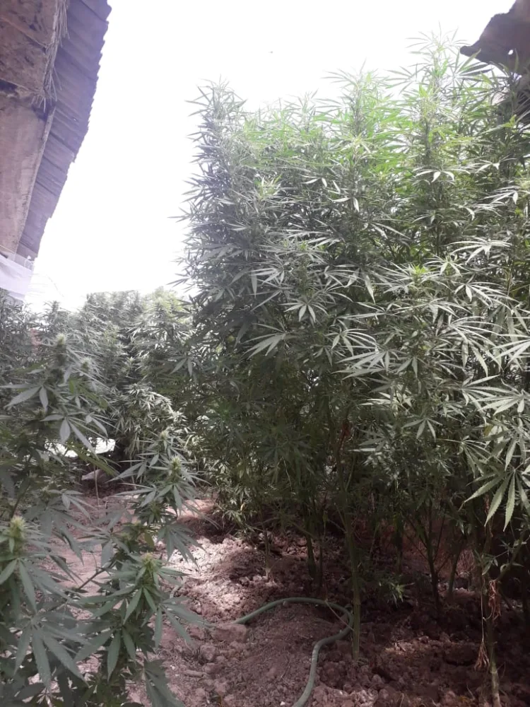 Neftçalada çətənə bitkisi yetişdirən daha bir şəxs saxlanılıdı - FOTO