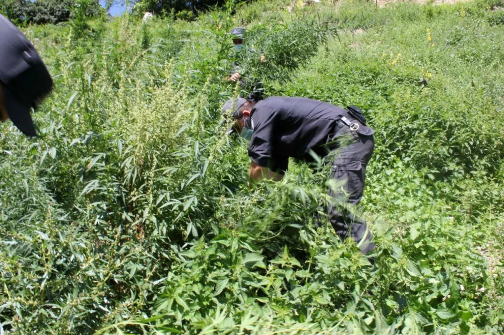 Bir tondan çox narkotik məhv edildi - FOTO