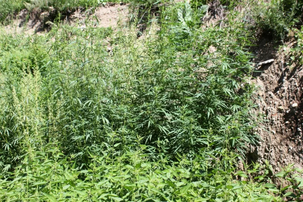 Bir tondan çox narkotik məhv edildi - FOTO