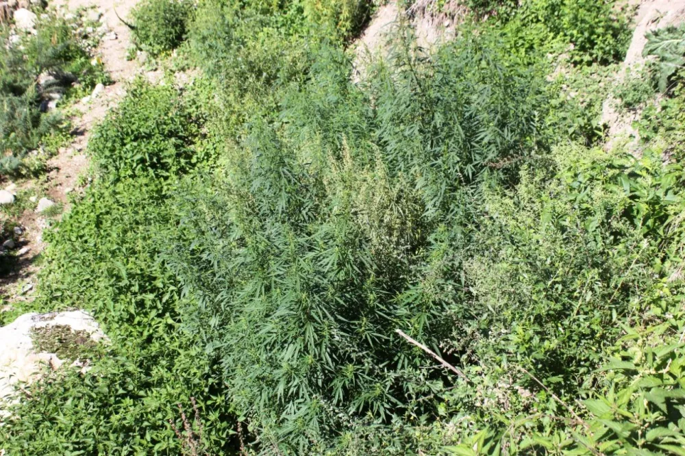 Bir tondan çox narkotik məhv edildi - FOTO