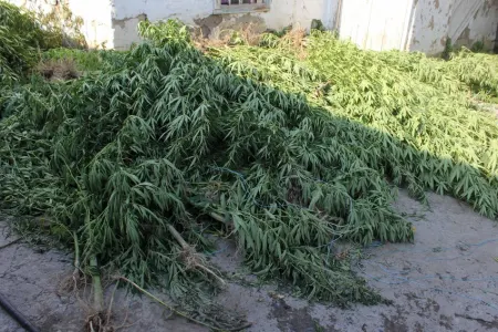 Yevlaxda çətənə bitkisinin satışı ilə məşğul olan şəxs saxlanıldı