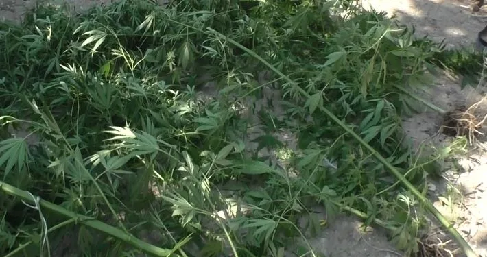 Şəmkirdə narkotik yetişdirən şəxs saxlanılıb