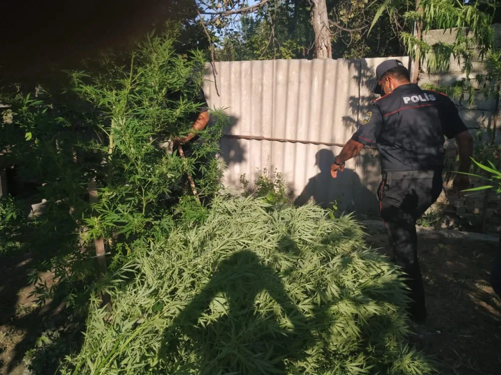 Ağdaşda narkotik vasitə becərən Bakı şəhər sakini saxlanıldı