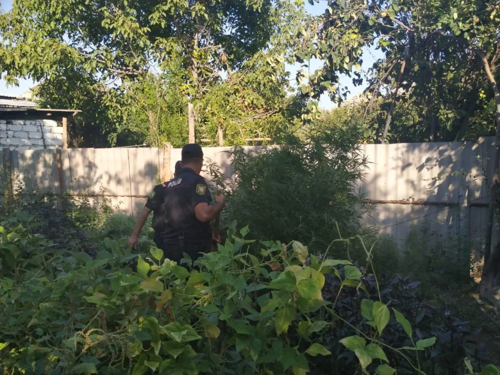 Ağdaşda narkotik vasitə becərən Bakı şəhər sakini saxlanıldı