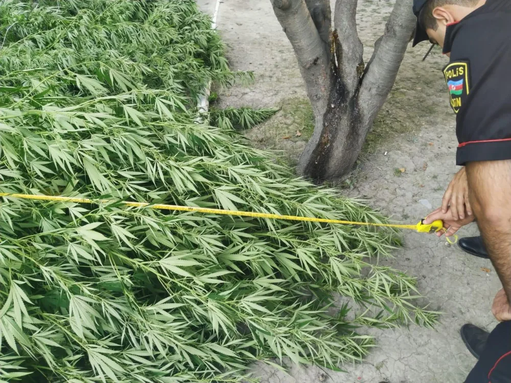 Ağdaşda narkotik vasitə becərən Bakı şəhər sakini saxlanıldı