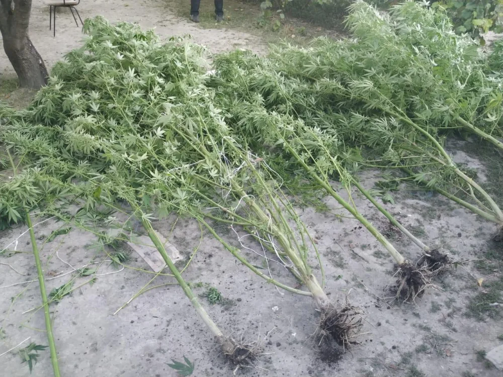 Ağdaşda narkotik vasitə becərən Bakı şəhər sakini saxlanıldı