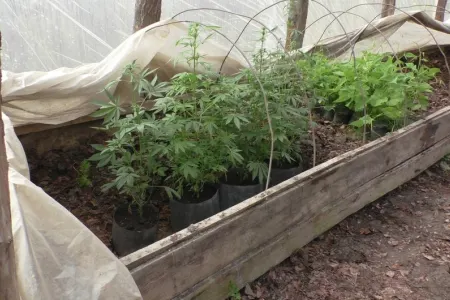 Balakəndə narkotik becərən şəxs saxlanıldı