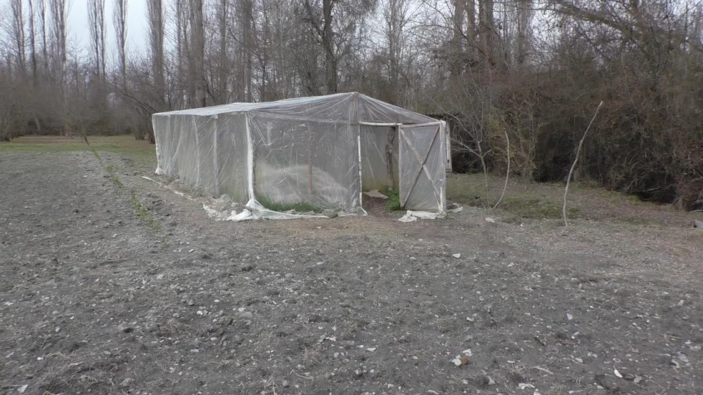 Balakəndə narkotik becərən şəxs saxlanıldı