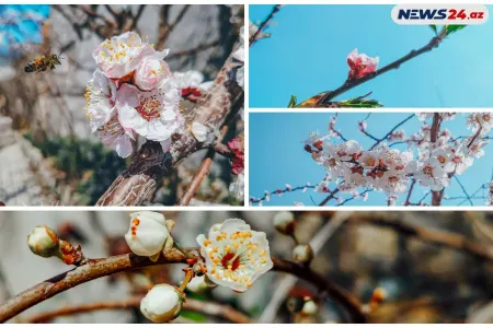 Yaz ətirli Bakıdan - FOTOSESSİYA