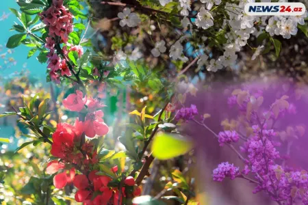 Havasına həsrət qaldığımız yaz – - FOTOSESSİYA