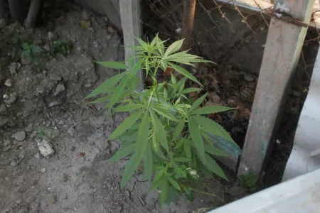 Hacıqabulda əməliyyat: iki nəfər saxlanıldı