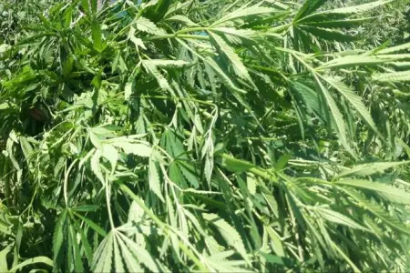 Ermənilər Kəlbəcərdə narkotik plantasiyası salıbmış - VİDEO