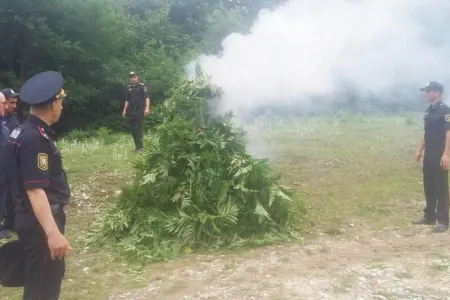 Qubada 3,2 ton narkotik tərkibli bitkilər məhv edildi