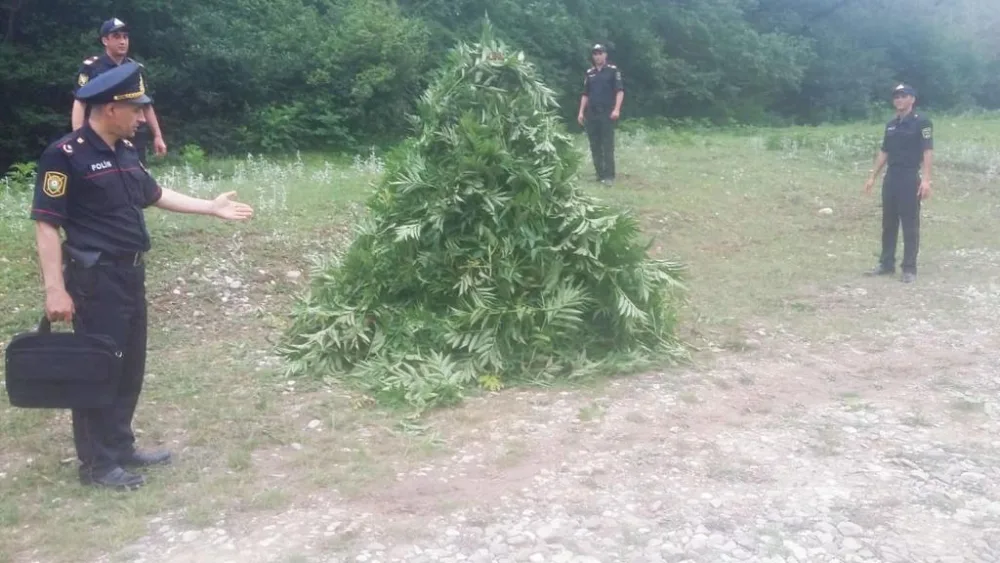 Qubada 3,2 ton narkotik tərkibli bitkilər məhv edildi