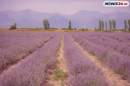 Qəbələnin məşhur lavanda bağı - FOTOLAR