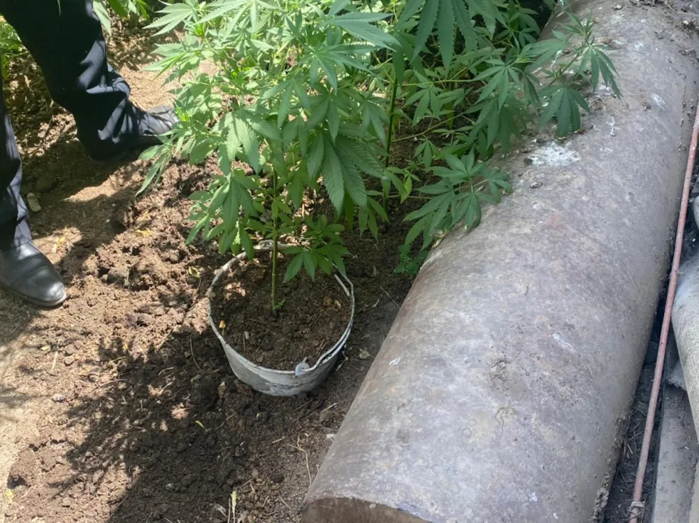 İsmayıllıda narkotik yetişdirən şəxs saxlanıldı- - FOTO