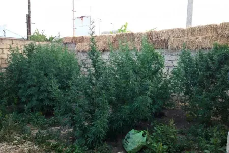 Sabirabad sakininin evindən 13 kiloqram narkotik götürüldü-