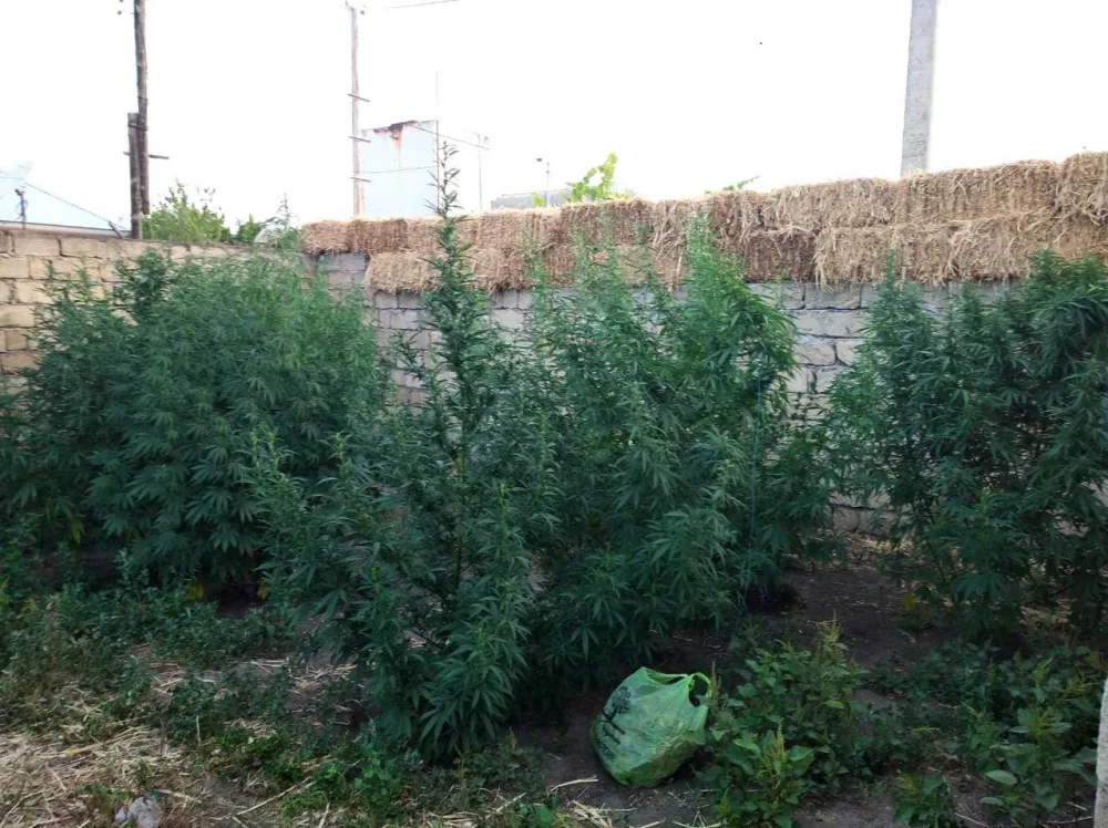 Sabirabad sakininin evindən 13 kiloqram narkotik götürüldü-