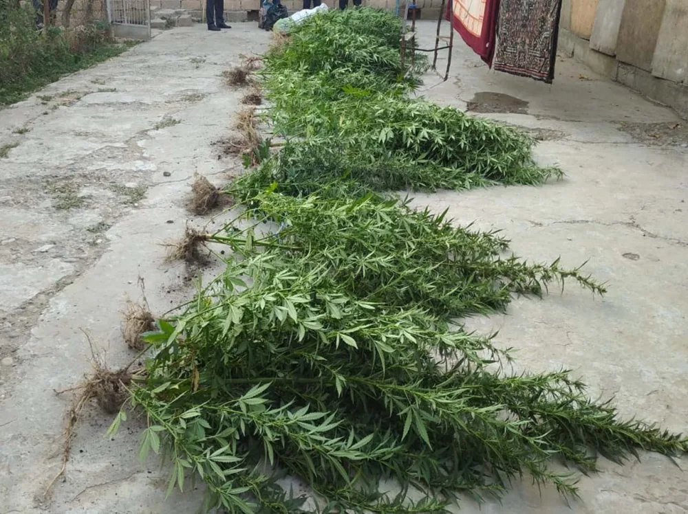 Sabirabad sakininin evindən 13 kiloqram narkotik götürüldü-