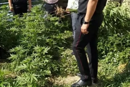 Ağdaşda narkotik tərkibli bitkilər becərən şəxs saxlanıldı - Video