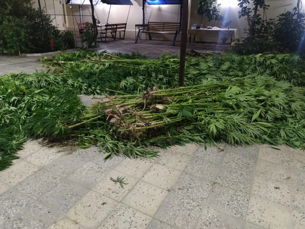 Xaçmazda 7 ton çətənə kolu qanunsuz dövriyyədən çıxarıldı
