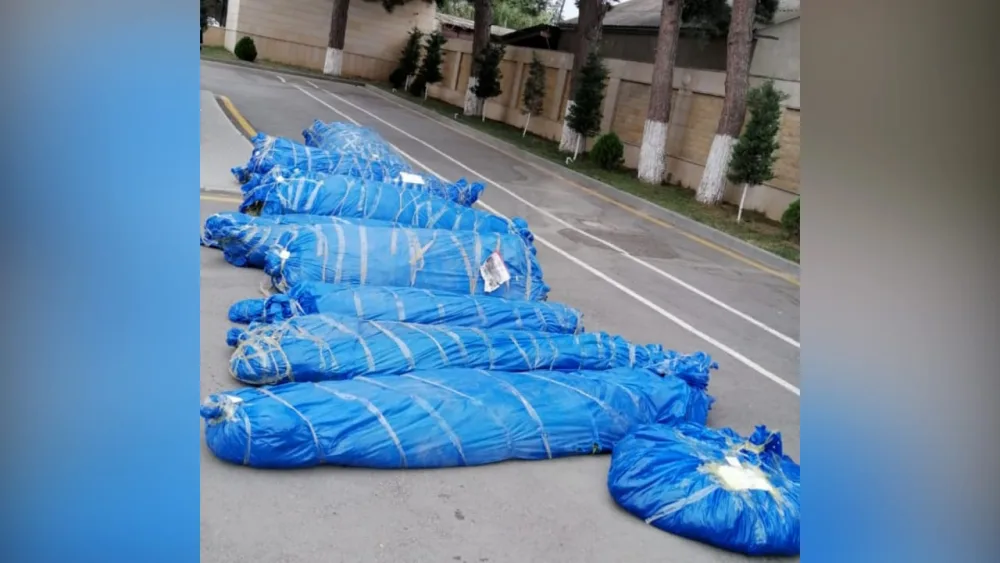 Xaçmazda 7 ton çətənə kolu qanunsuz dövriyyədən çıxarıldı