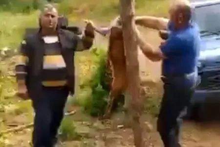 Laçında cüyür ovlayıb məclis qurdular - Video