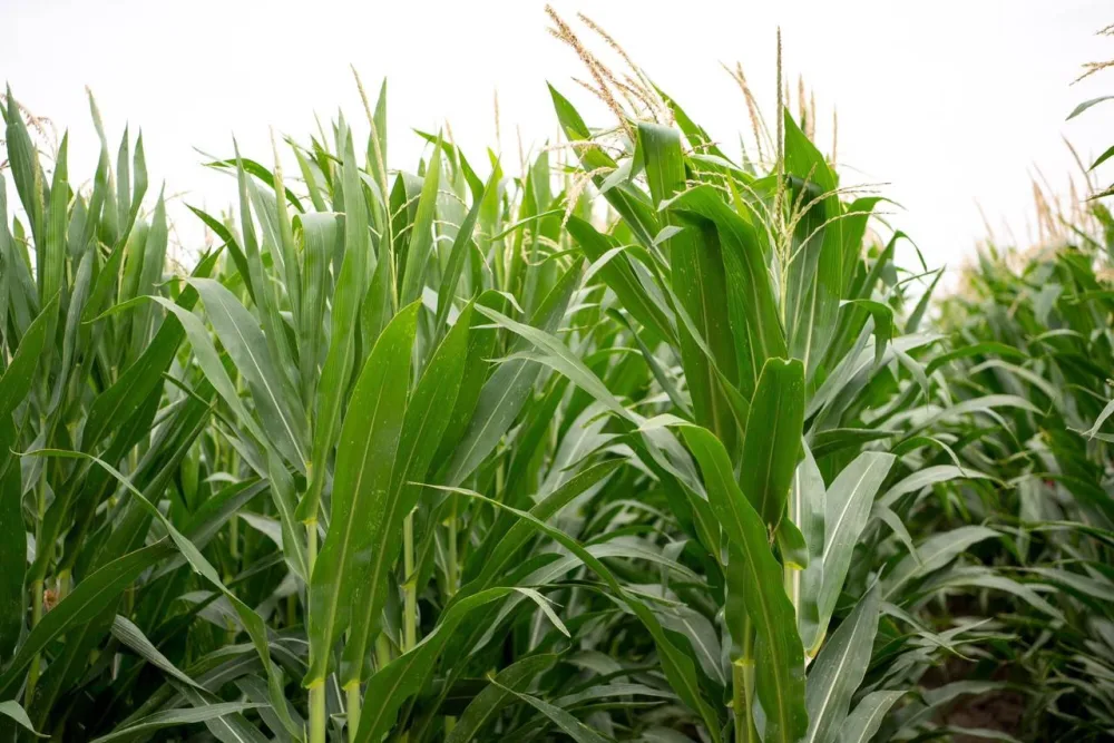 Bir ildə iki dəfə məhsul götürmək - Azərbaycanda təkrar əkinlər davam edir