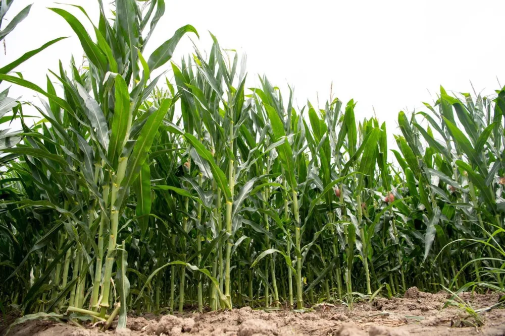 Bir ildə iki dəfə məhsul götürmək - Azərbaycanda təkrar əkinlər davam edir