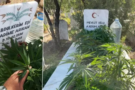 Gənc oğlan nənə və babasının məzarında çətənə əkib - FOTO