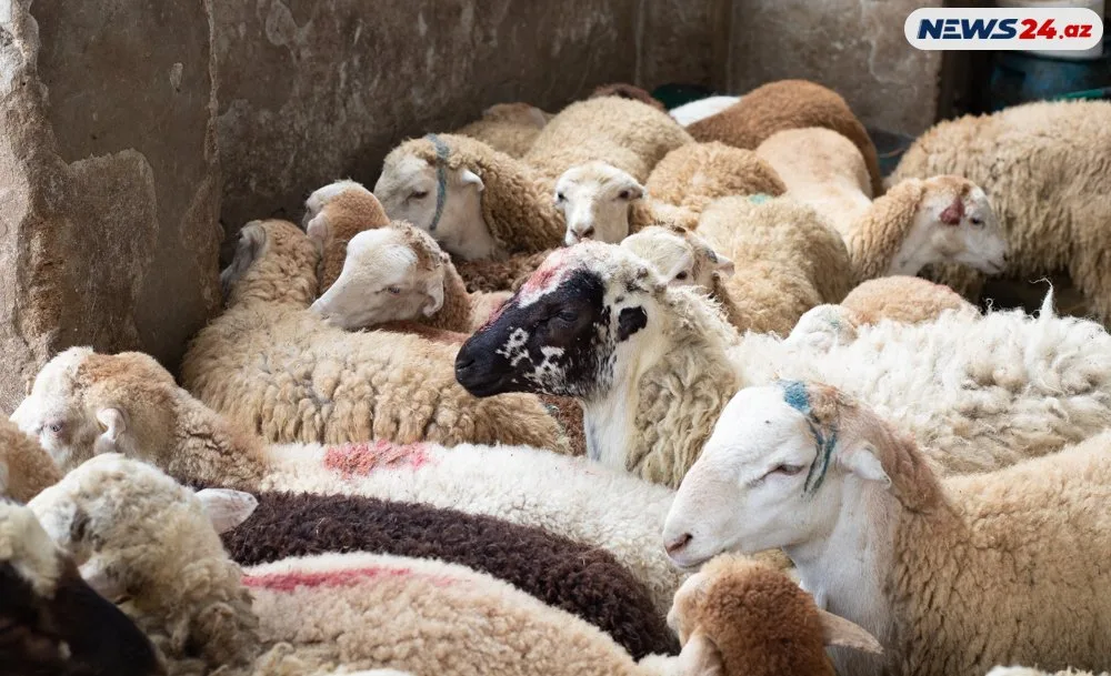 Qurbanlıq heyvanlar neçəyə satılır? - FOTOLAR