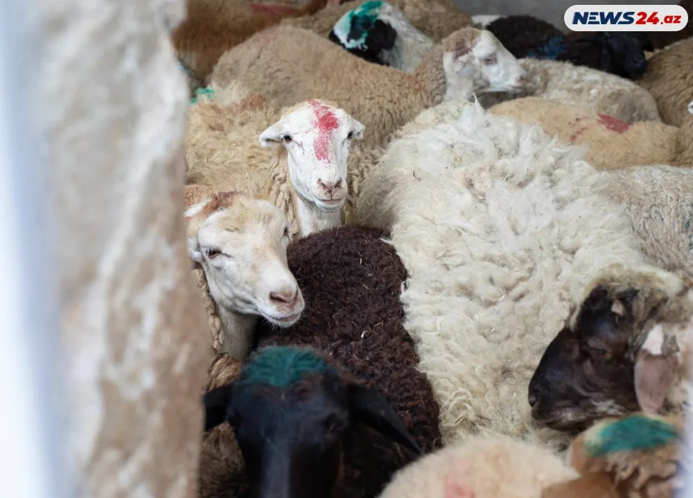 Qurbanlıq heyvanlar neçəyə satılır? - FOTOLAR