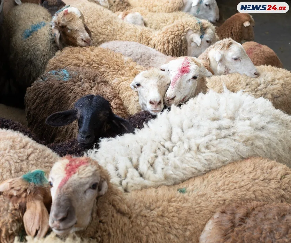 Qurbanlıq heyvanlar neçəyə satılır? - FOTOLAR