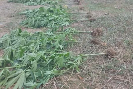 Astara sakininin həyətindən çətənə, evindən silah tapıldı - FOTO