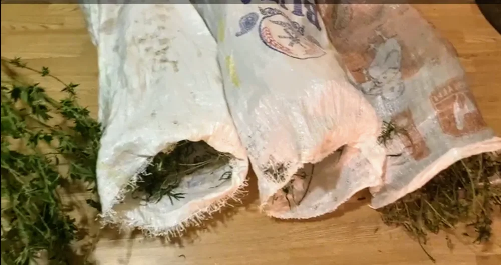 16 kq-dan çox tiryək və marixuana dövriyyədən çıxarıldı - SALYANDA ƏMƏLİYYAT-FOTO